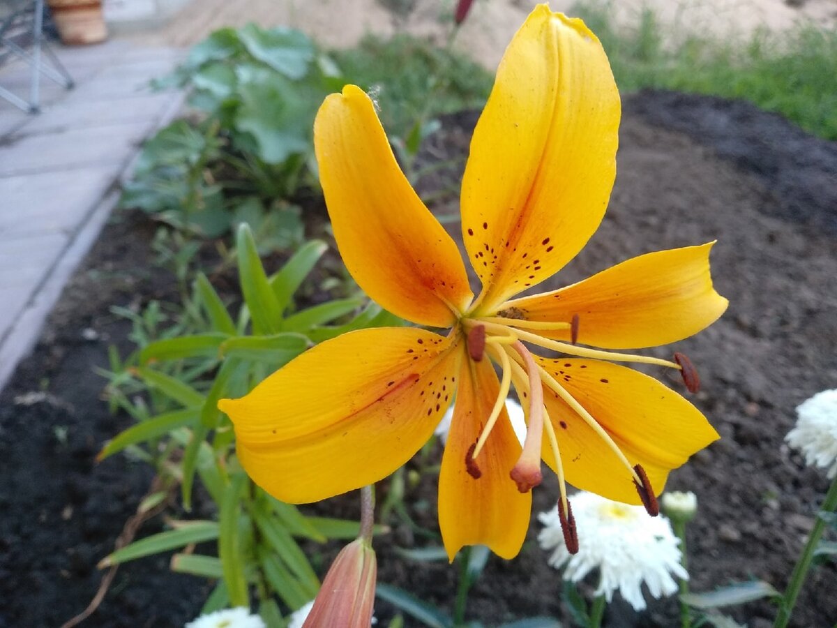 Лилия, которые дала подруга. Фото сделано в июле 2021 г.