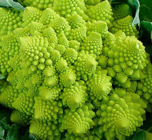 Капуста сорта «Романеско».