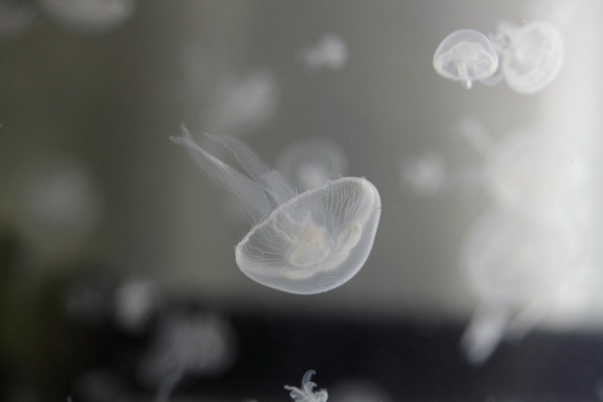 Ушастая аурелия 