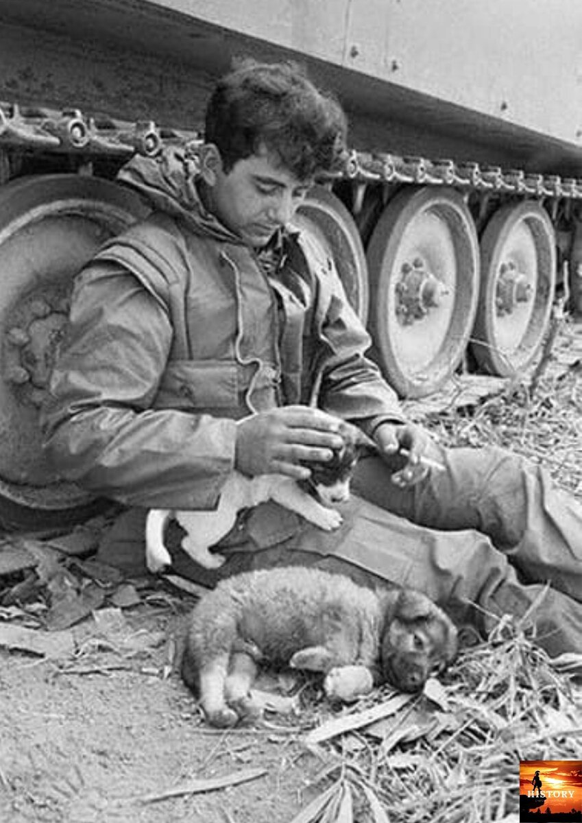 Жалко солдат. Собаки на войне. Питомцы солдат на войне. Советский солдат с собакой. Солдаты с питомцами.