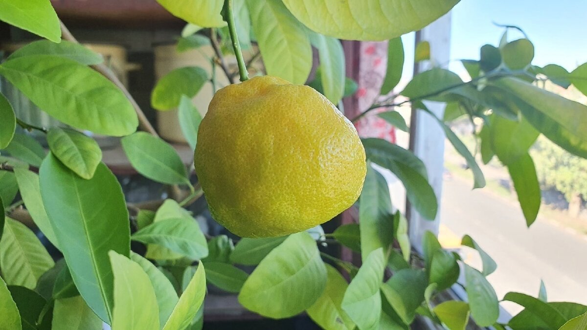 Фото Лужецкой Натальи  наш каламондин   на лоджии с плодами летом 2020 года  