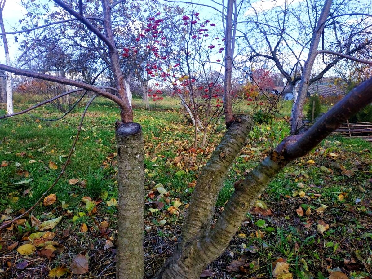 Природа: где на поваленных деревьях больше лишайников и мха