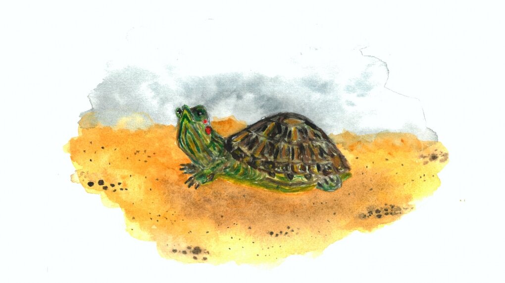 История (не)одной птицы | Ecoidea.me | Дзен