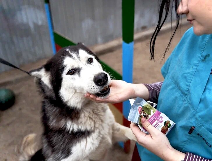 Привет от собачки по имени Норд
