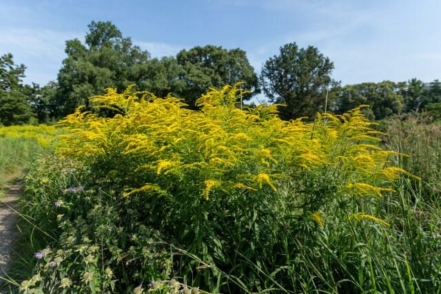 Золотарник канадский (Solidago canadensis). © dogtooth77