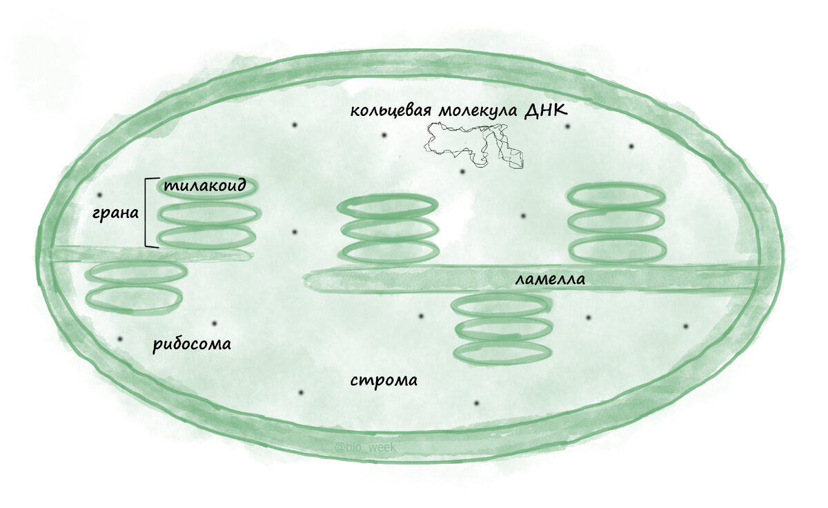 Строение хлоропласта
