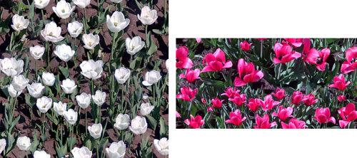 Образцы с белыми и красными тюльпанами