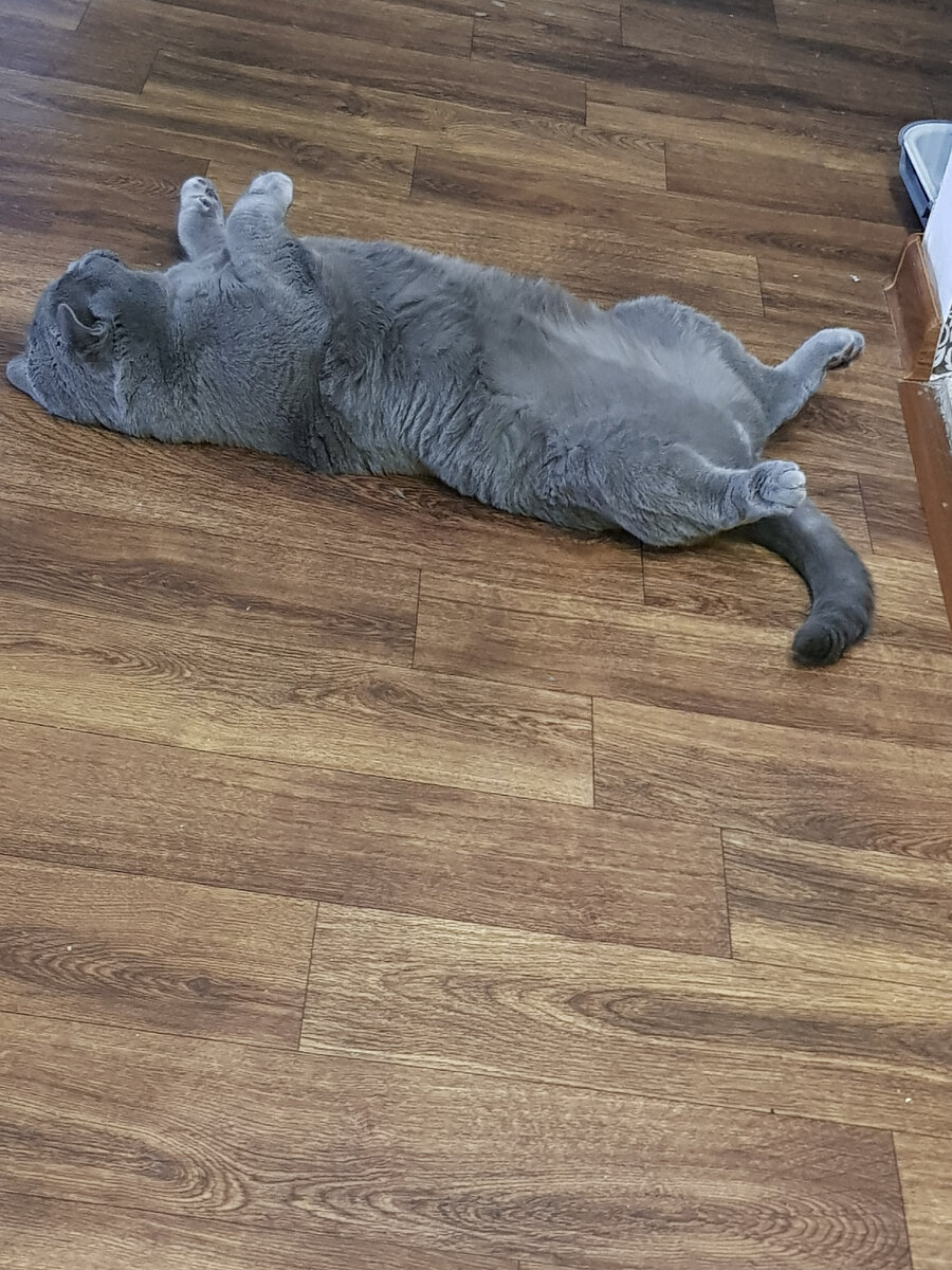 Вот он наш Лукас , люблю его безмерно.