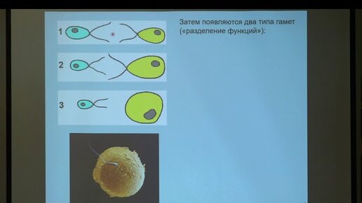 Дубынин В. А. - Физиология потребностей - Любовь и привязанность