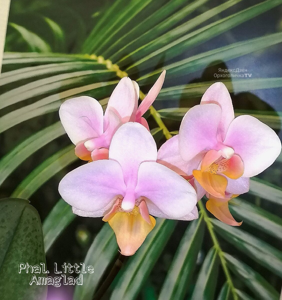 #Phalaenopsis_Little_Amaglad