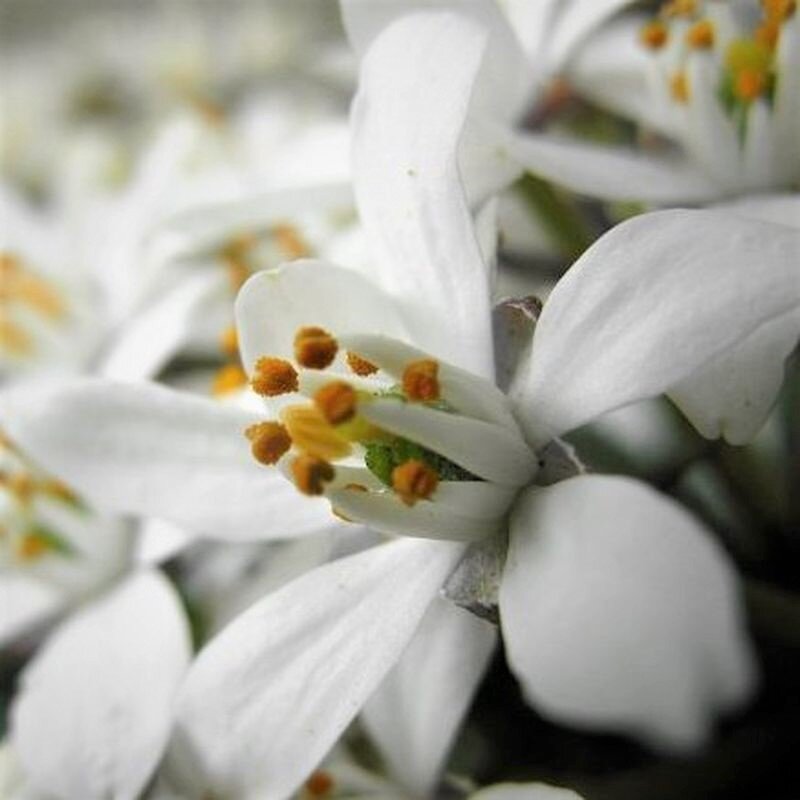  Цветок шуазии тройчатой. Фото с сайта: https://clck.ru/ahTaM.