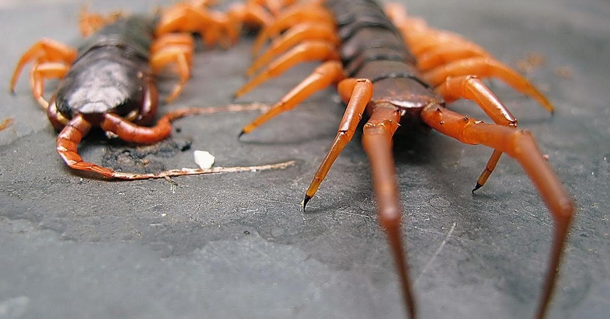 Scolopendra subspinipes multilang