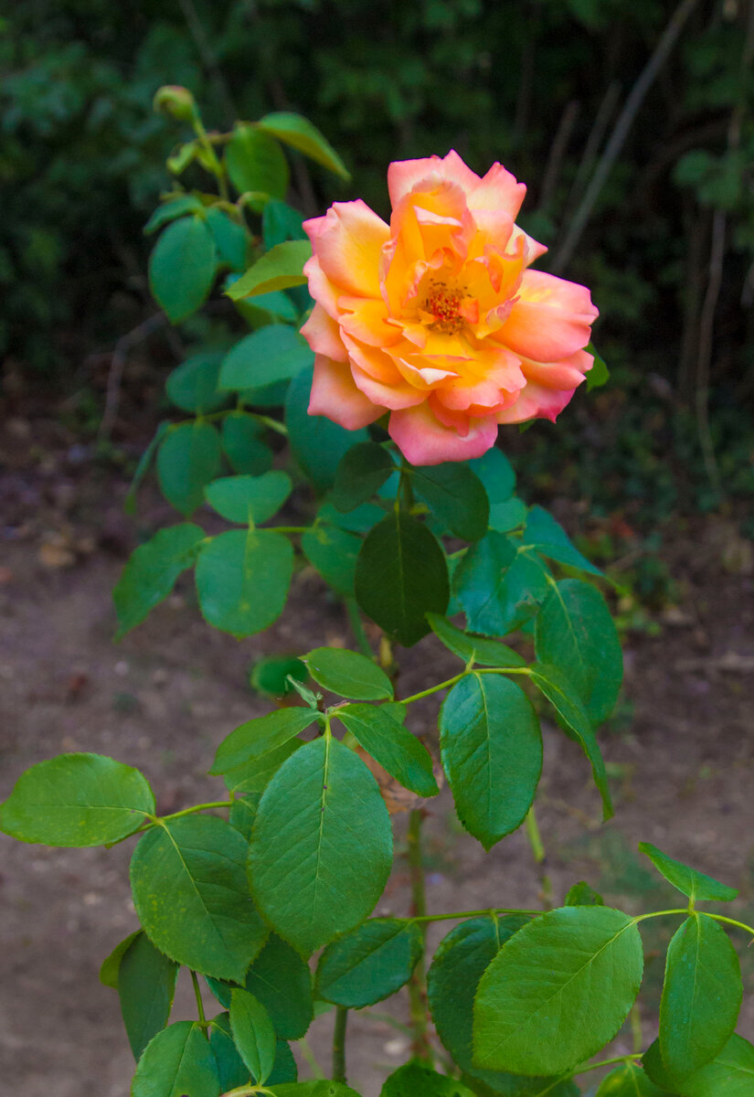 Роза внутри дубовой рощи