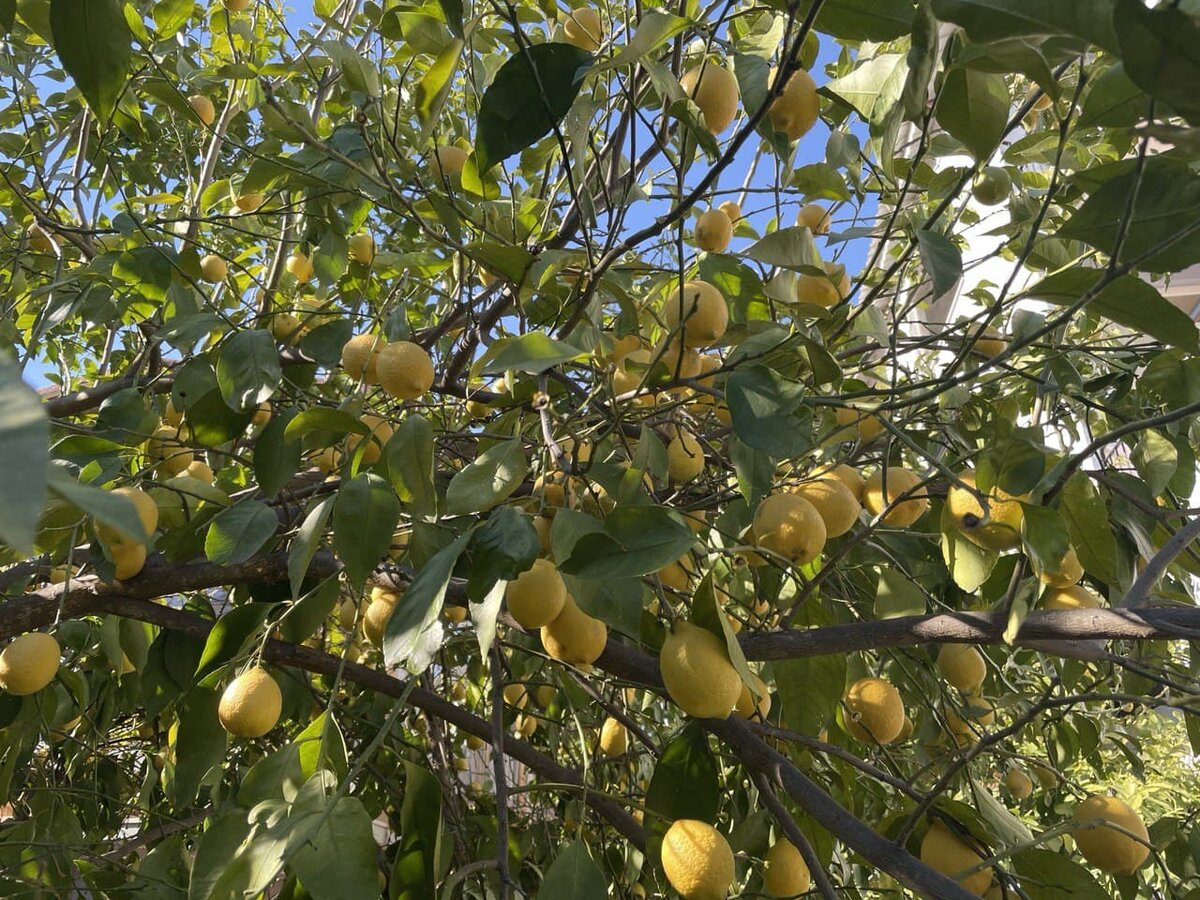 Лимонные деревья зимой в Анталии)