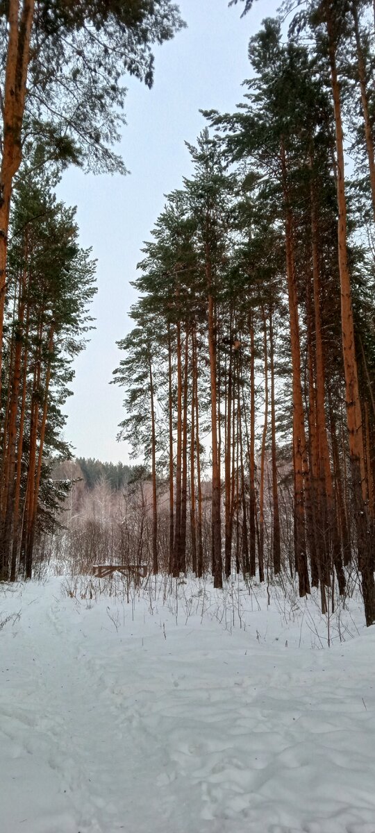 В лесу хорошо.... -15 всего