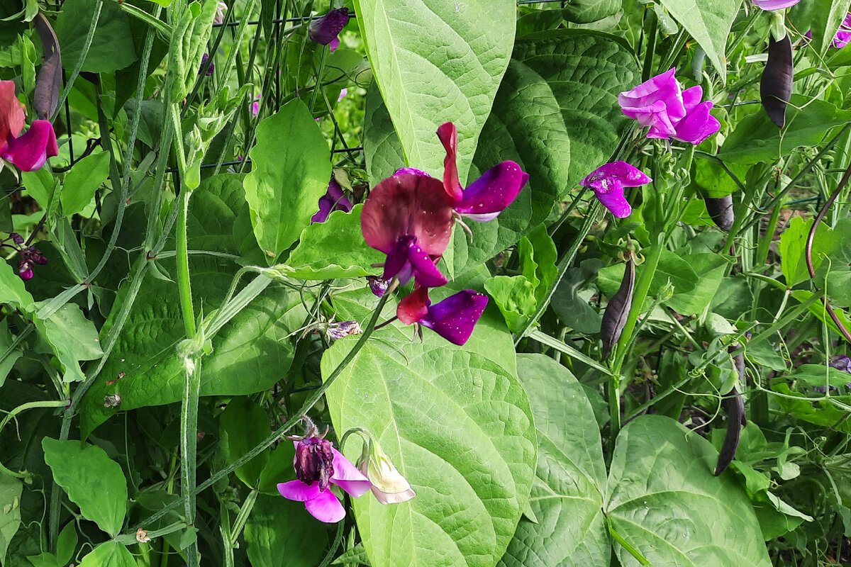 Вот так цветет моя изгородь и плодоносит 