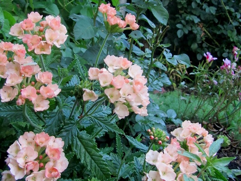 Ещё одно фото вербены. Это уже история