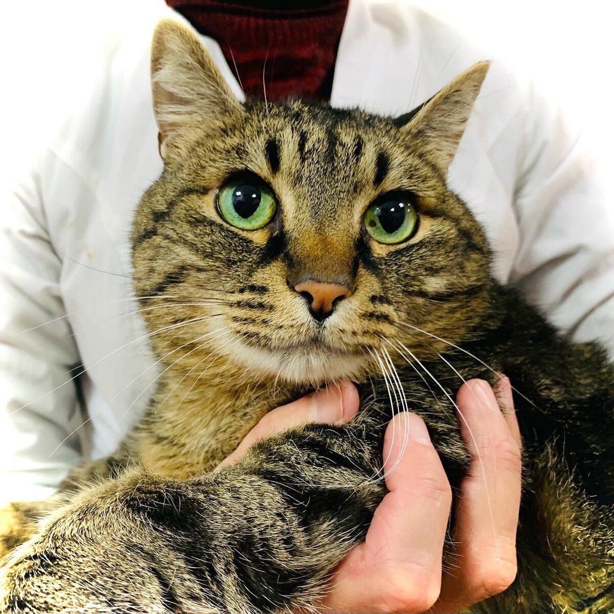 Зеленоглазый красавчик 