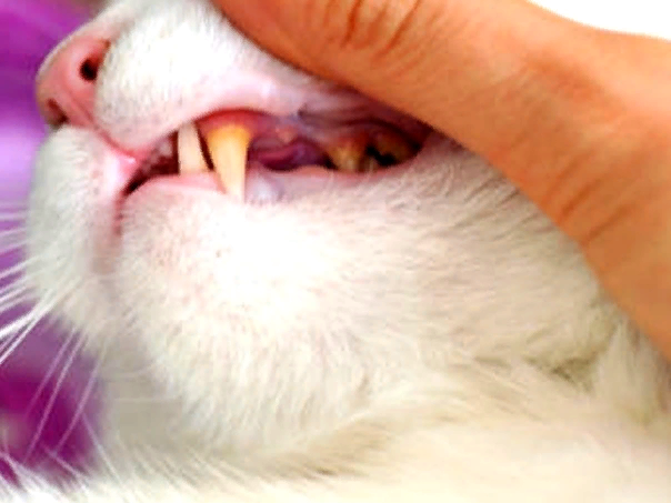 🐱Отчего появляется зубной камень у кошек и нужно ли его счищать | Нос,  хвост, лапы | Дзен