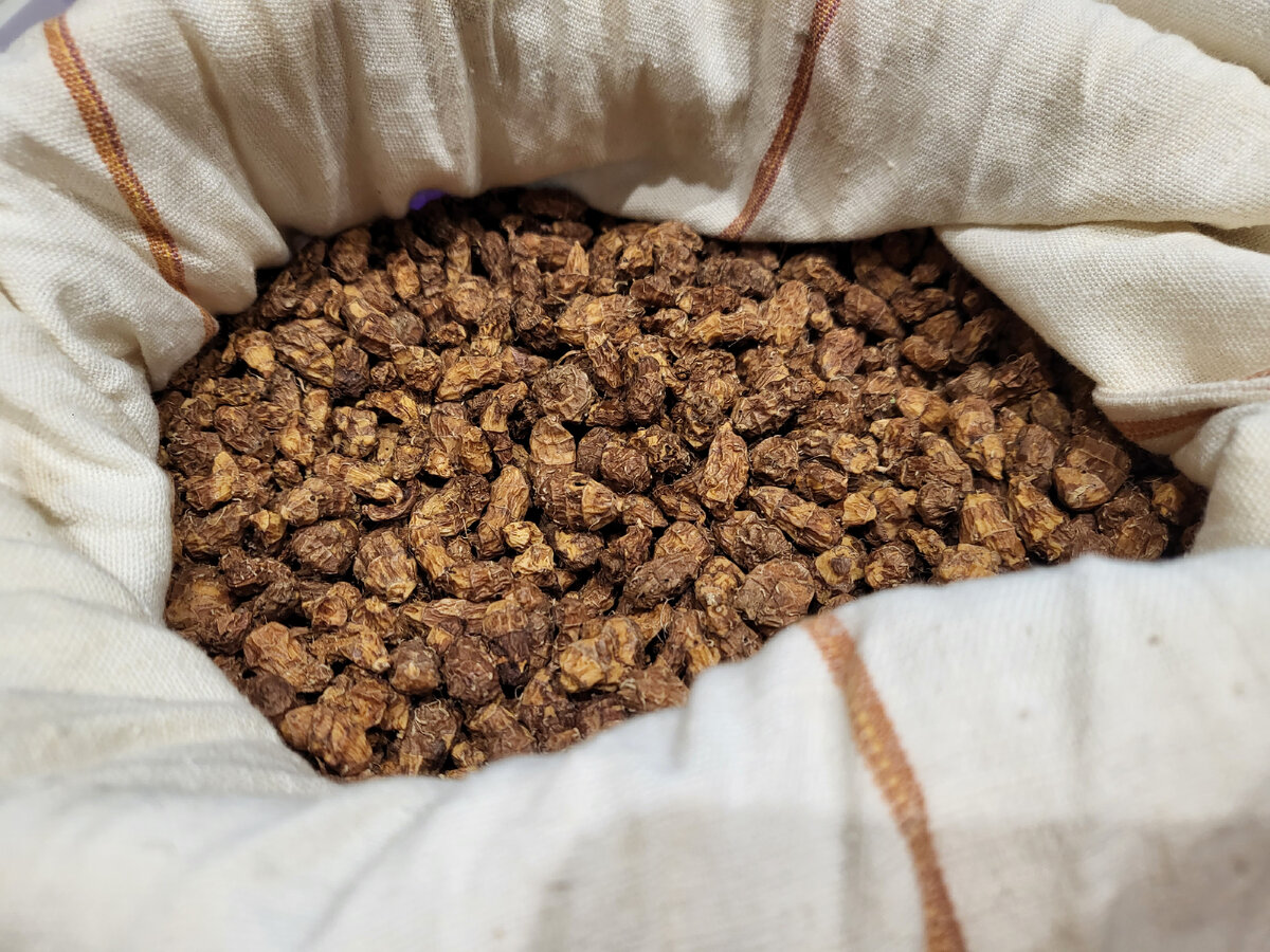 Чуфа после зимовки в квартире