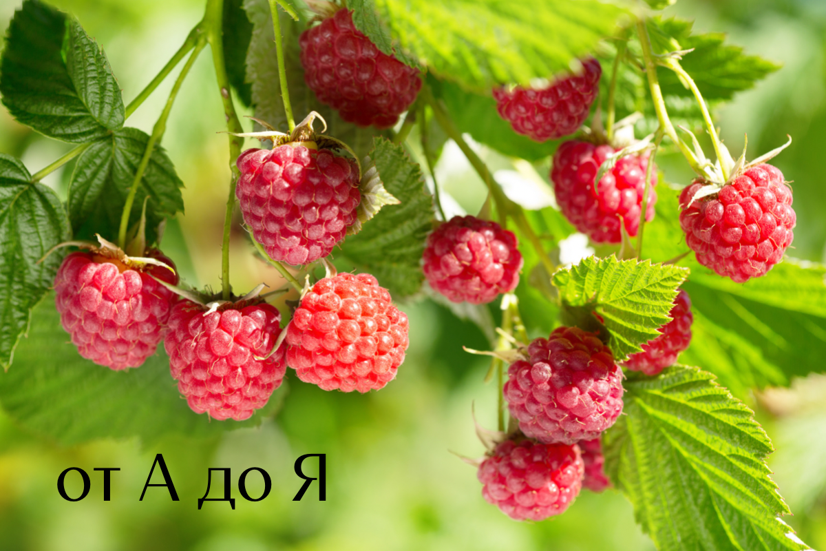 Ремонтантная малина. Малина на даче. Куст малины. Красивые кусты малины.