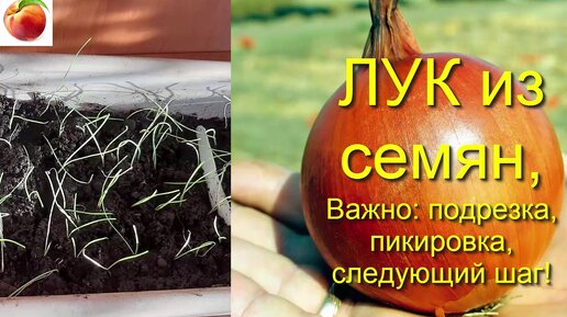 как вырастить декоративный лук из семян