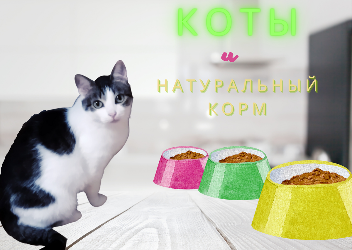 Коты и натуральные корма | Котобанда | Дзен