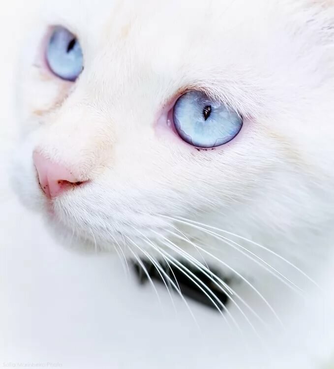 Какой самый редкий цвет глаз у кошек? | КоТоМаМоЧкА🐱🐱❤️❤️❤️ | Дзен