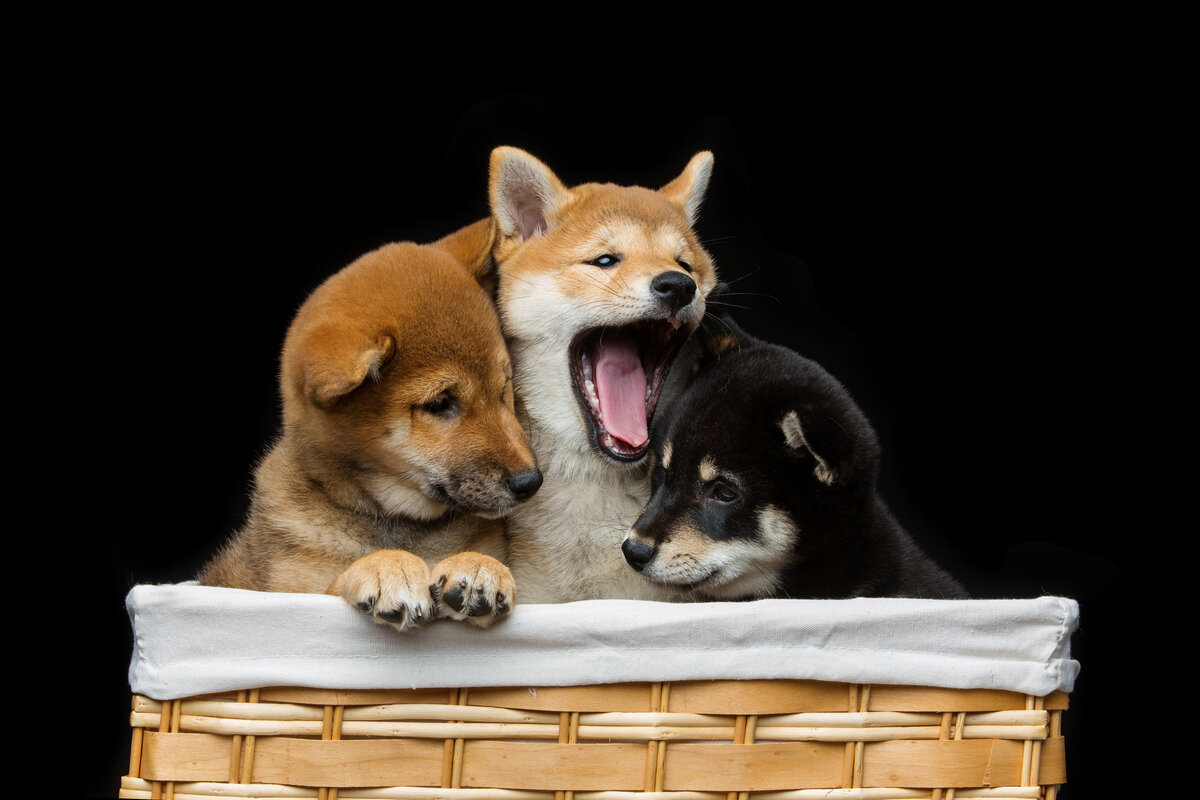 Such cute. Шиба ину щенки в корзине. Shiba Inu фотосессия на темном фоне. Сиба ину спасает людей землетрясение.