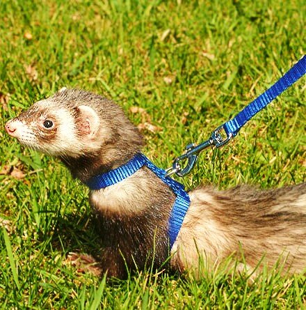 Вот примерно такая шлейка была куплена Честеру в самом начале.