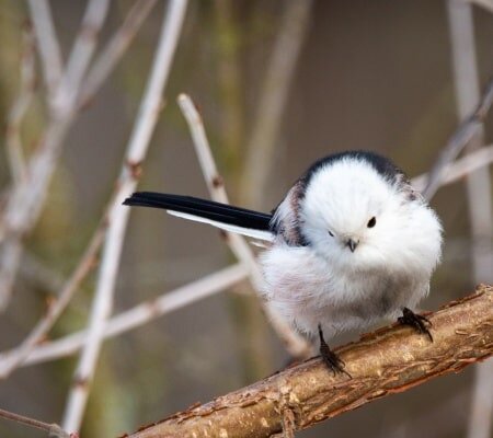    Фото: пресс-служба Мосприроды