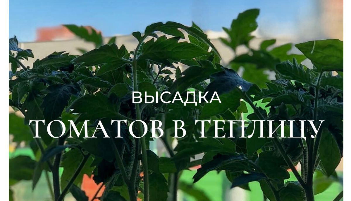 Перевозка томатов в коробках с высокими бортами, что бы не сломать.