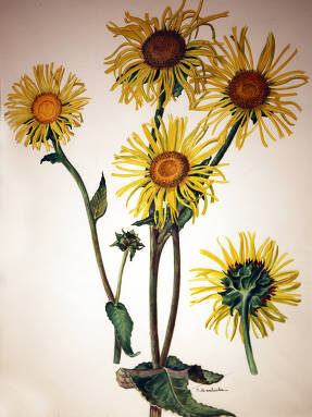  Девясил высокий. Ботанический рисунок Матвеевой С.В.