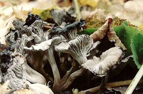 
Лисичка серая (Craterellus sinuosus)