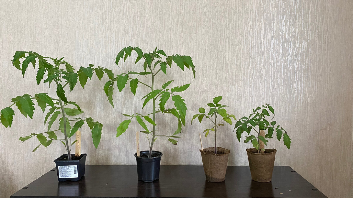 Разница в томатах очевидна 