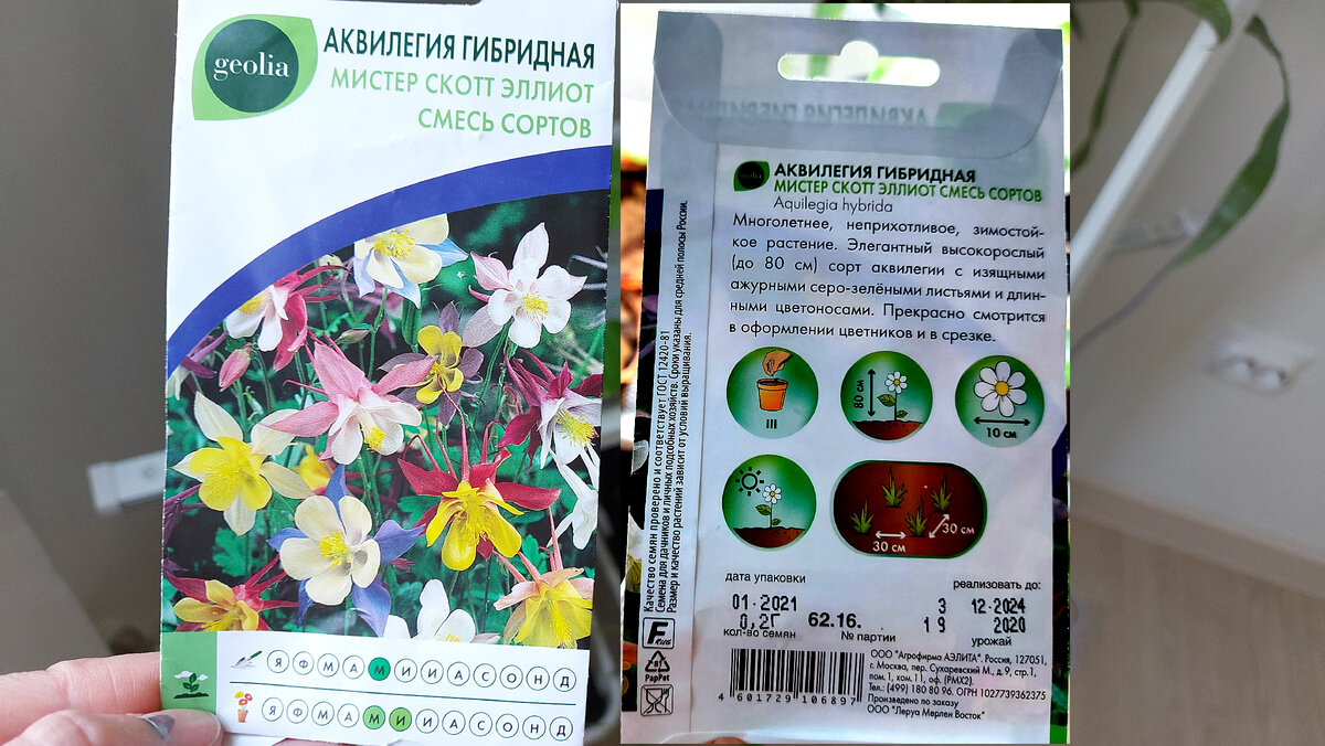 Аквилегия гибридная (фото автора)