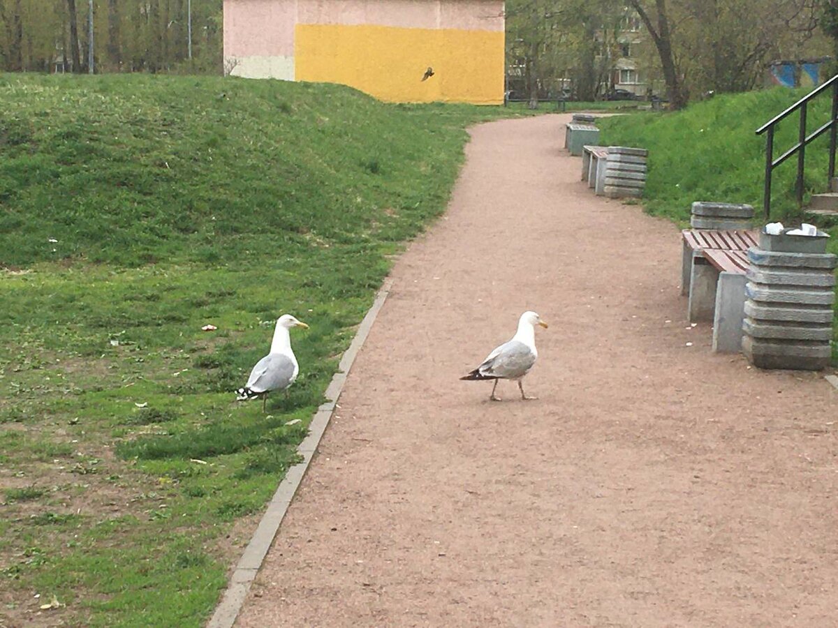 Чайки гуляют