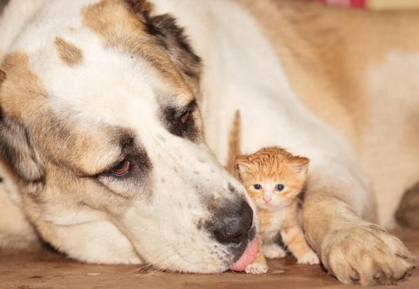 Алабай воспринимает других домашних животных как объект охраны