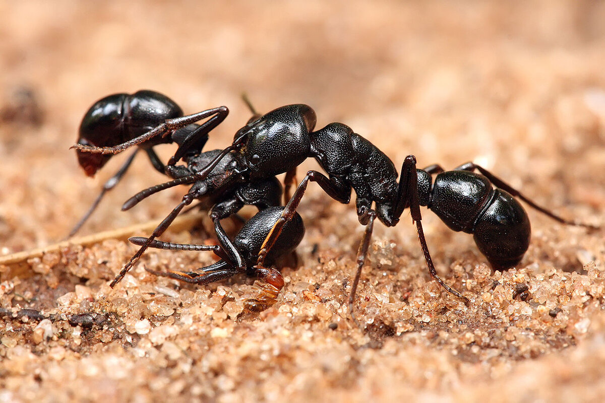 Картинки муравьев. Муравьи могильщики. Гамэргаты муравьи. Iridomyrmex anceps. Муравей фото.