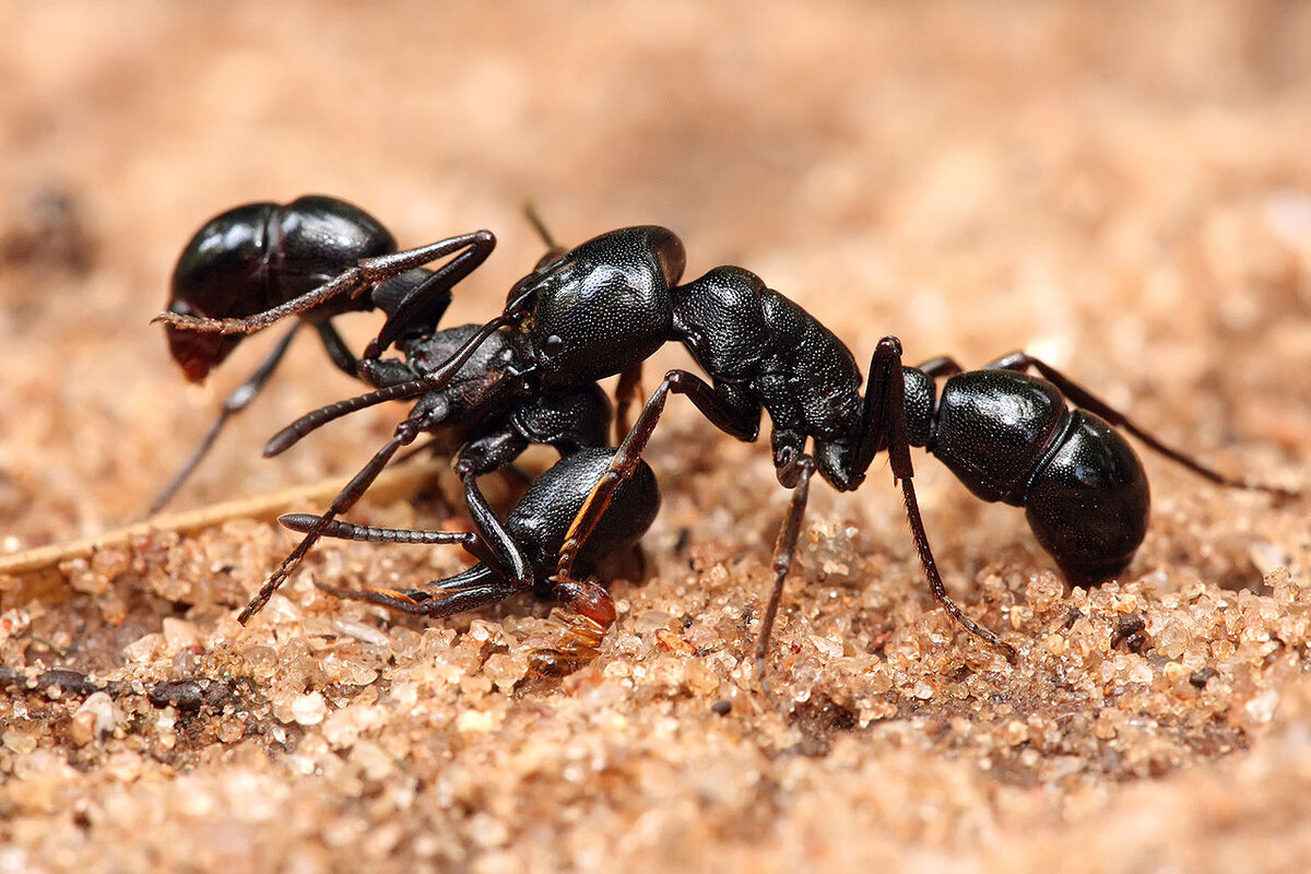 Фото муравьев. Муравьи могильщики. Гамэргаты муравьи. Iridomyrmex anceps. Муравей фото