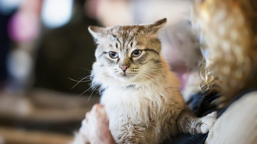 Кот не дает спать по ночам