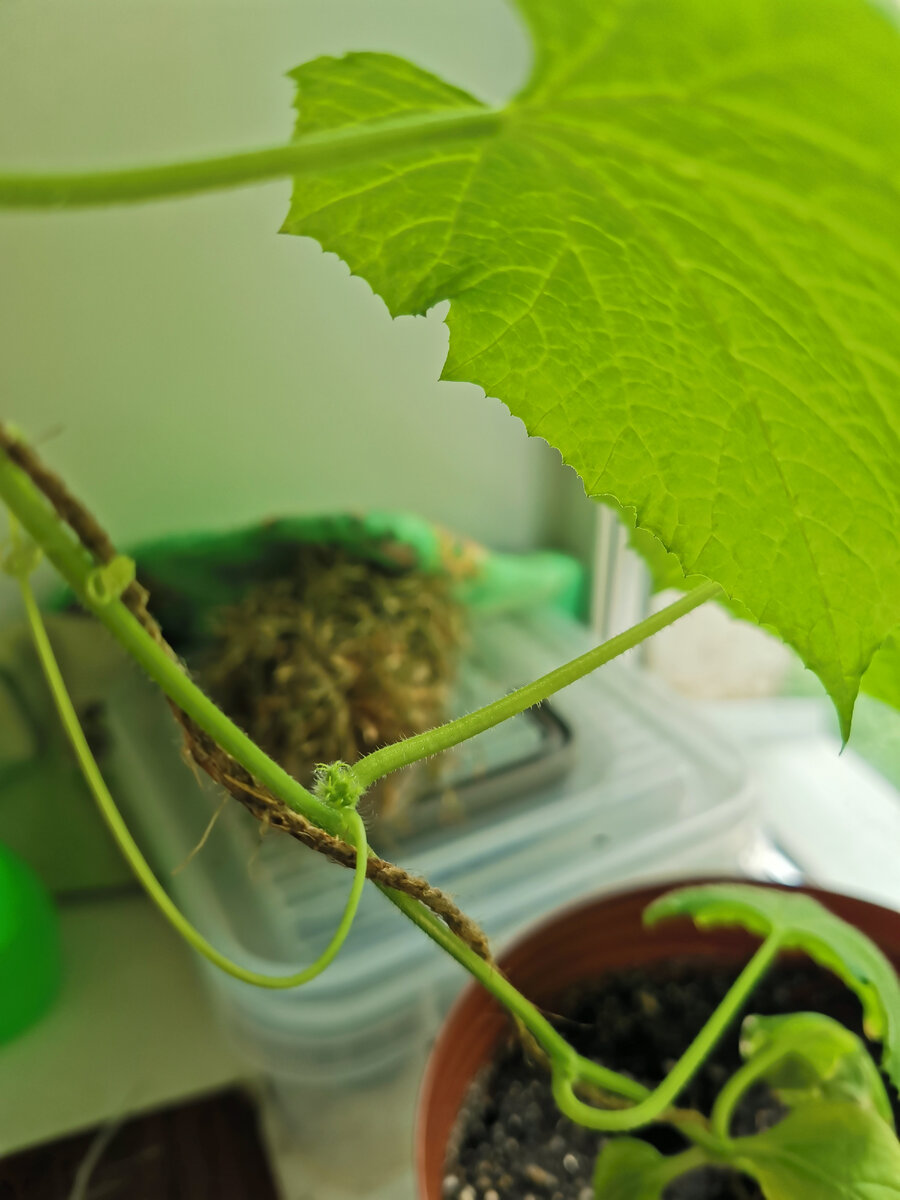 Почти зацвели