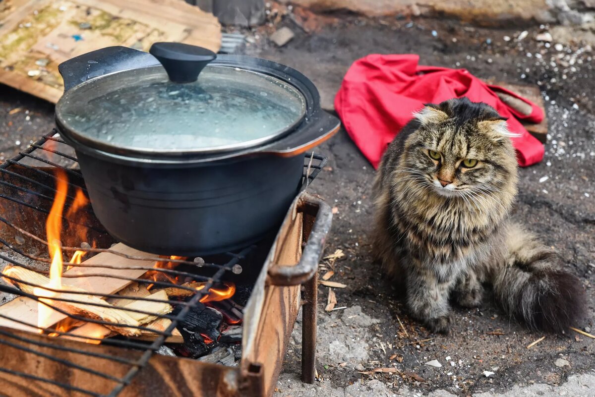 Кошка на улице в Мариуполе. © РИА Новости / Сергей Батурин