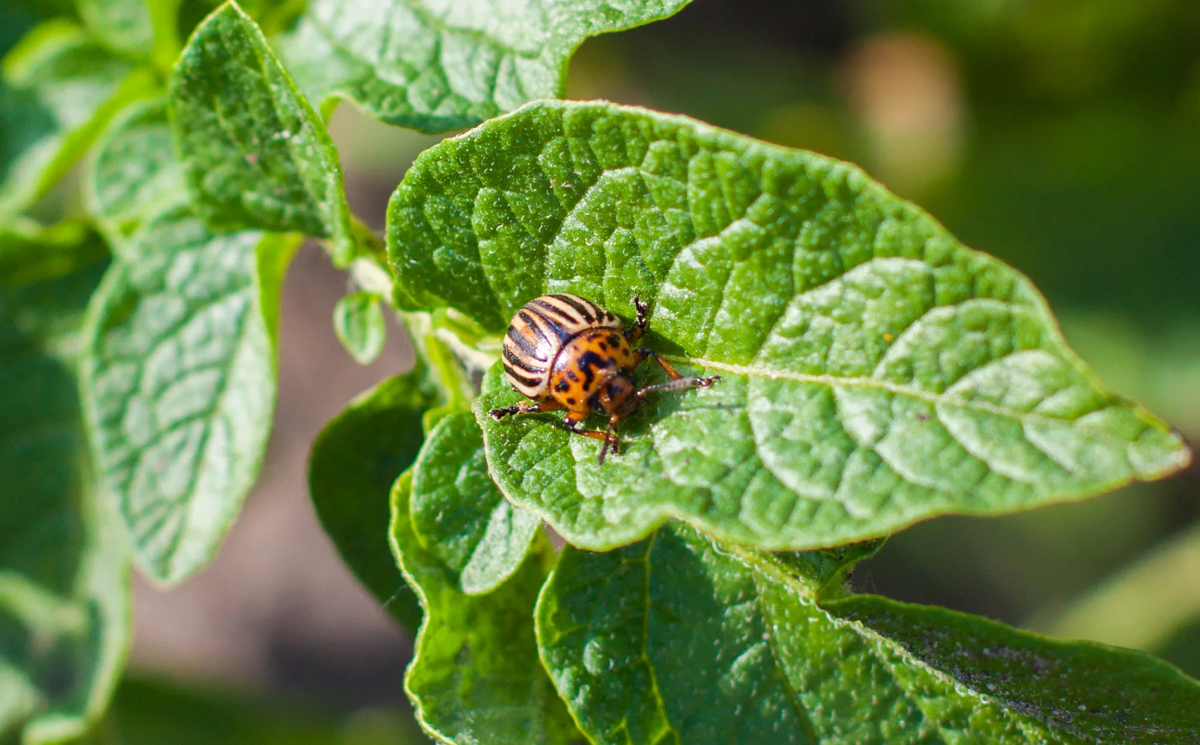 Источник: oplace.ru