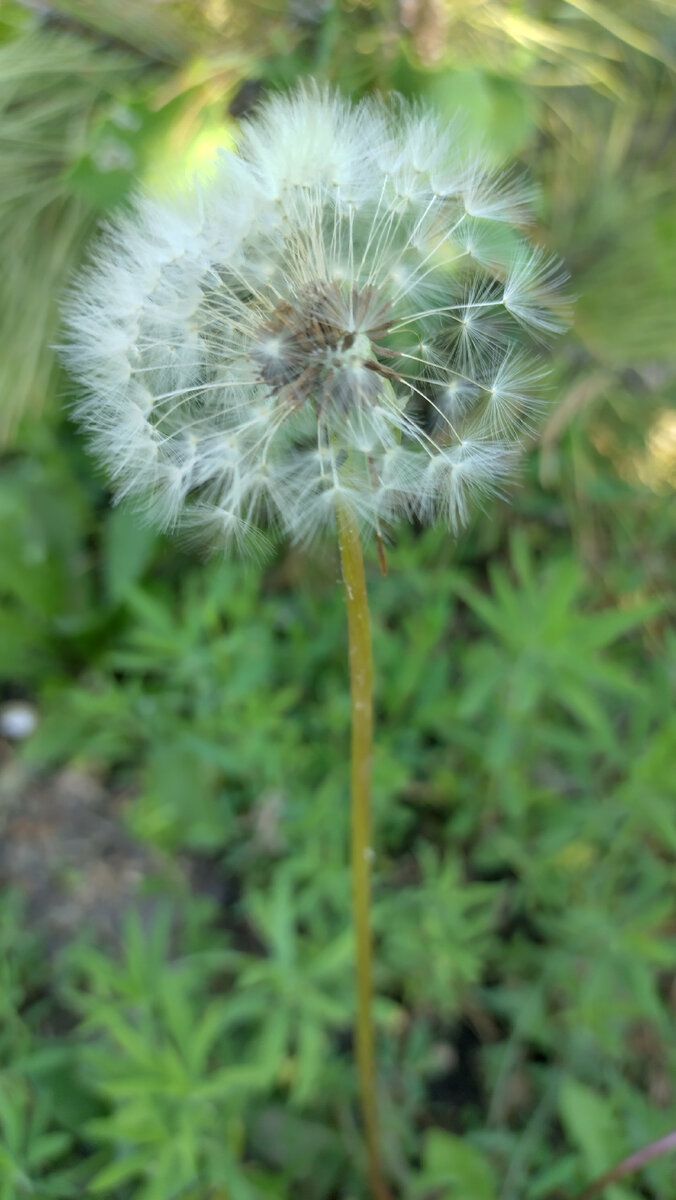 Одуванчик