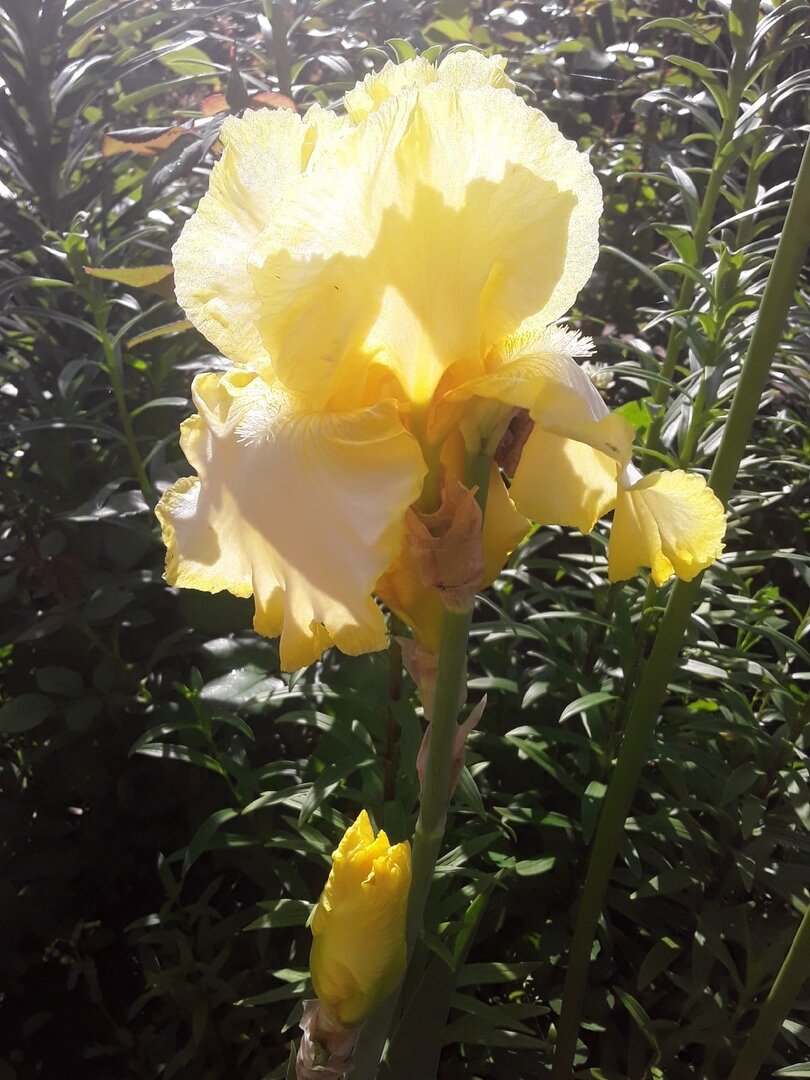 Ирис бородатый, сорт Big Dipper