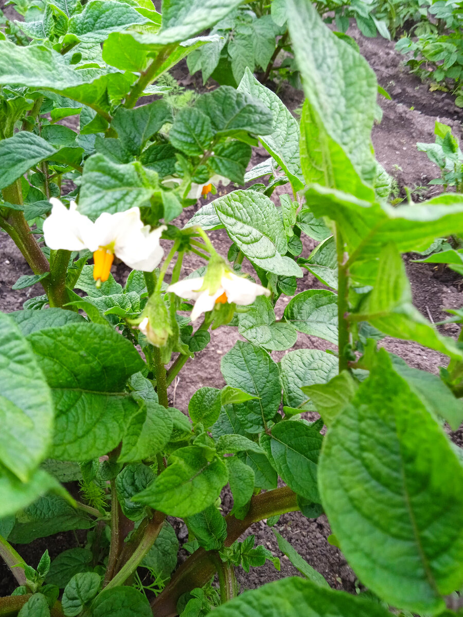 Картофель начал цвести.