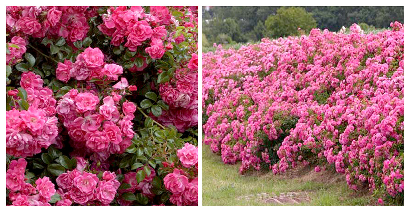 3 неклассических типа роз для современного ландшафта сада