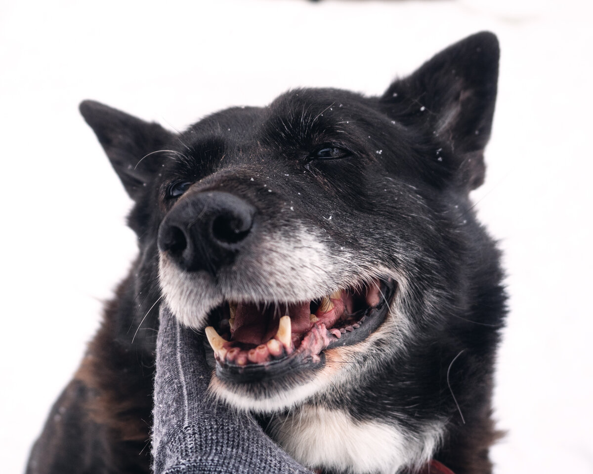 Собака-улыбака