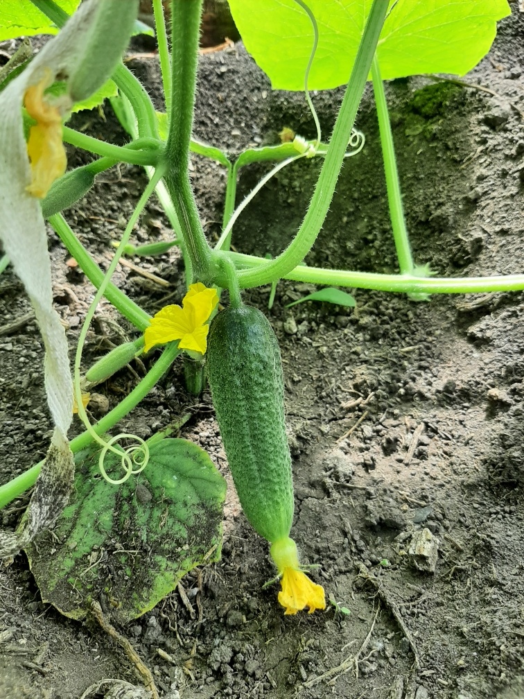 Дите огурца. Само растение, кстати, даже до полуметра не доросло, а уже плодоносит. Сорт называется "Герасим".
